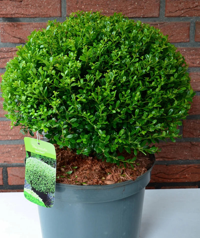 japanische Hülse Glorie Dwarf Kugel