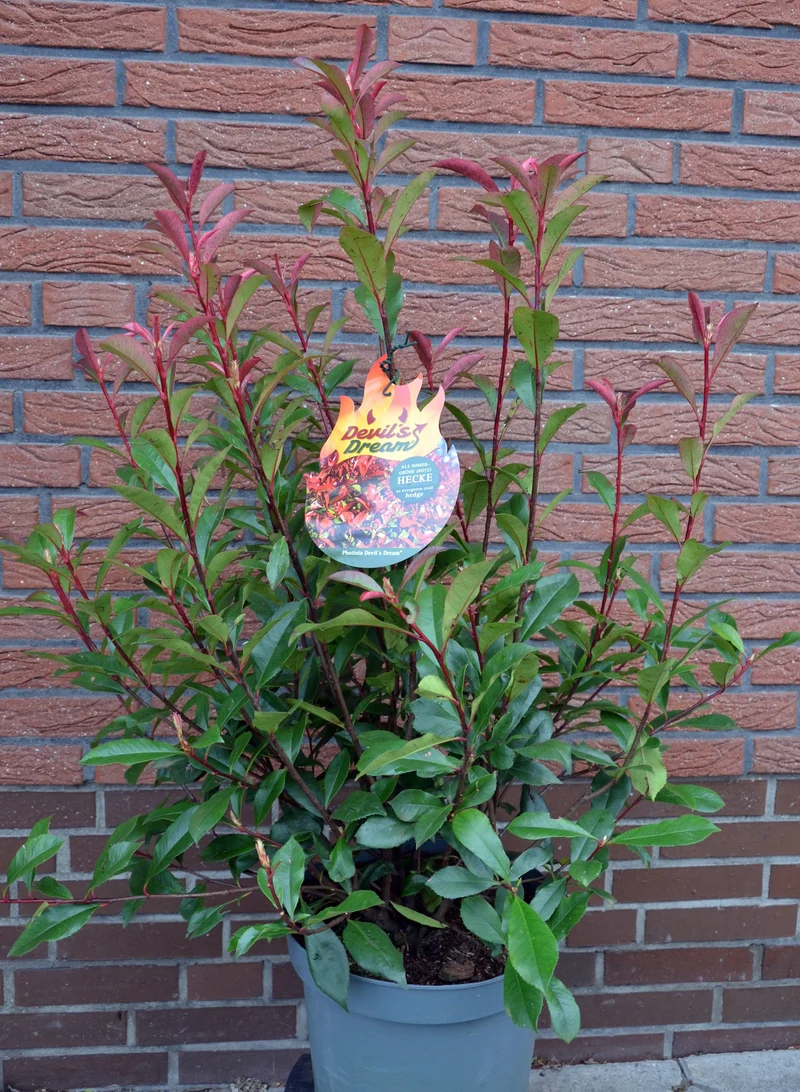 immergrüne Glanzmispel Photinia fraseri Devil's Dream -R-