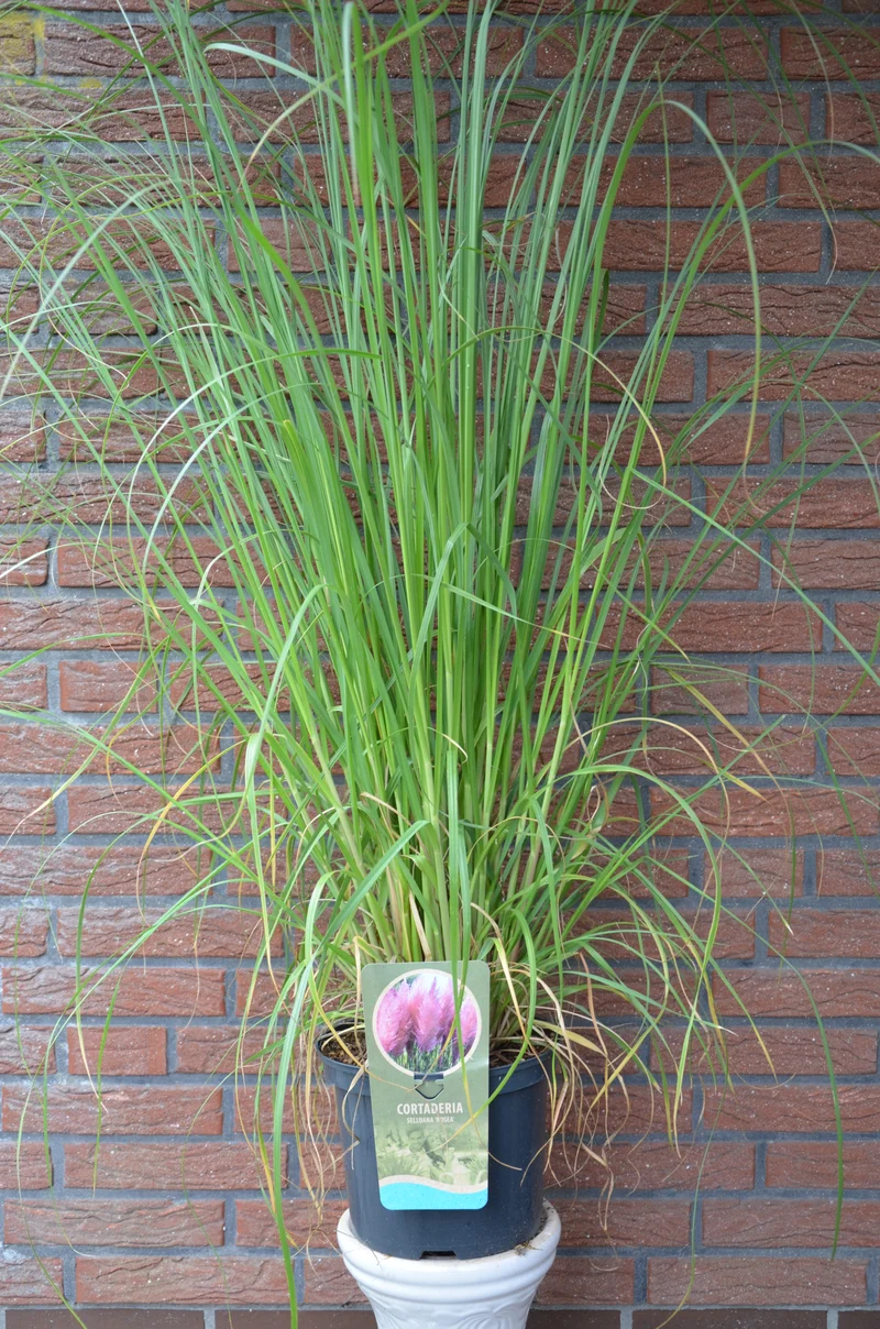 Pampasgras Cortaderia selloana Rosea im 5 Liter Pflanzcontainer