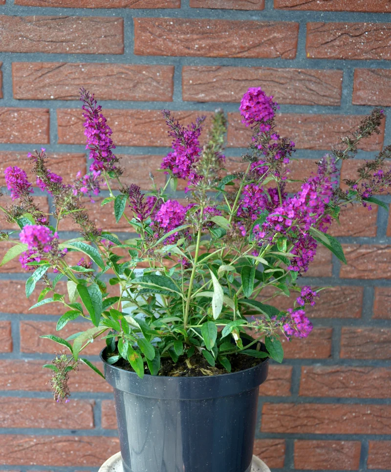 Zwerg-Schmetterlingsstrauch Summer Bird Magenta®