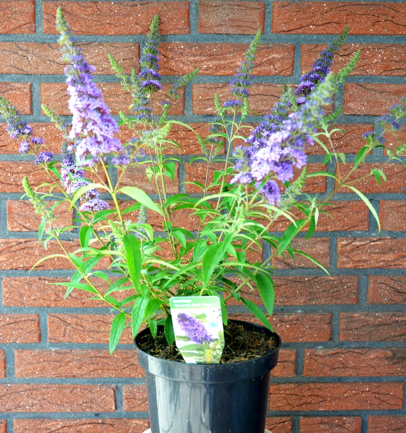Zwerg-Schmetterlingsstrauch Summer Bird Blue®