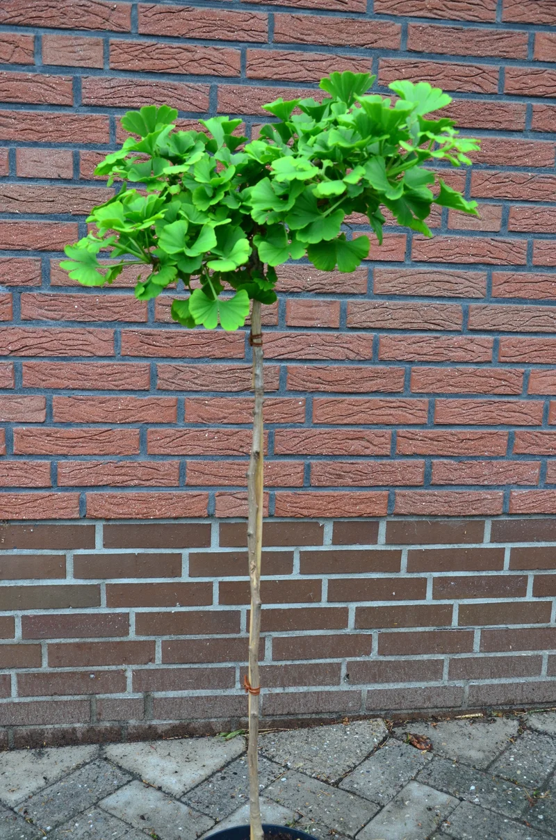 Fächerblattbaum Stämmchen Mariken