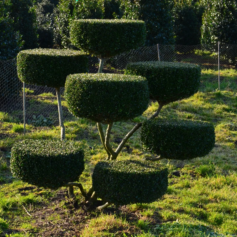 Groß Bonsai Ilex crenata Glorie Gem mit Teller