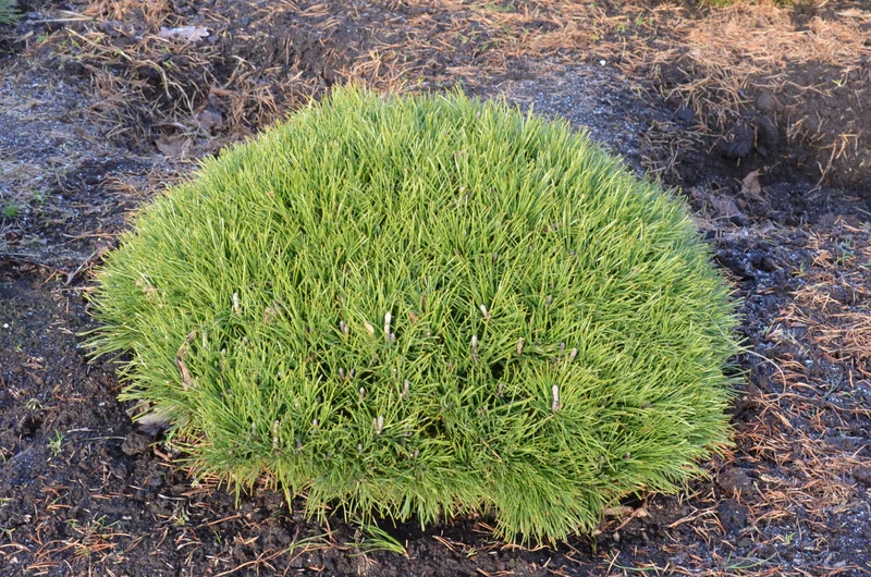 Bergkiefer lebende Steine