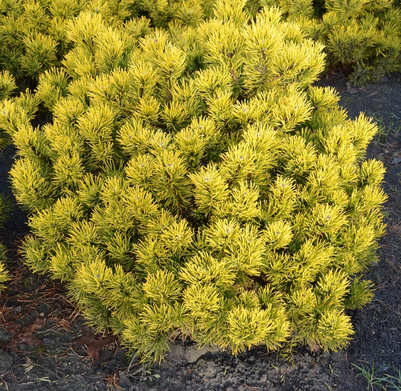 Kiefer Carsten's Wintergold