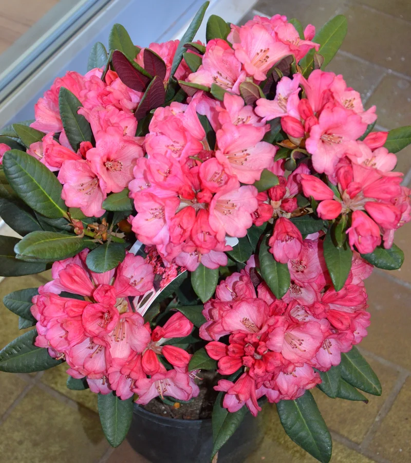 Alpenrose Wine and Roses®