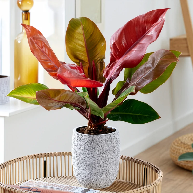 Philodendron Prince of Orange