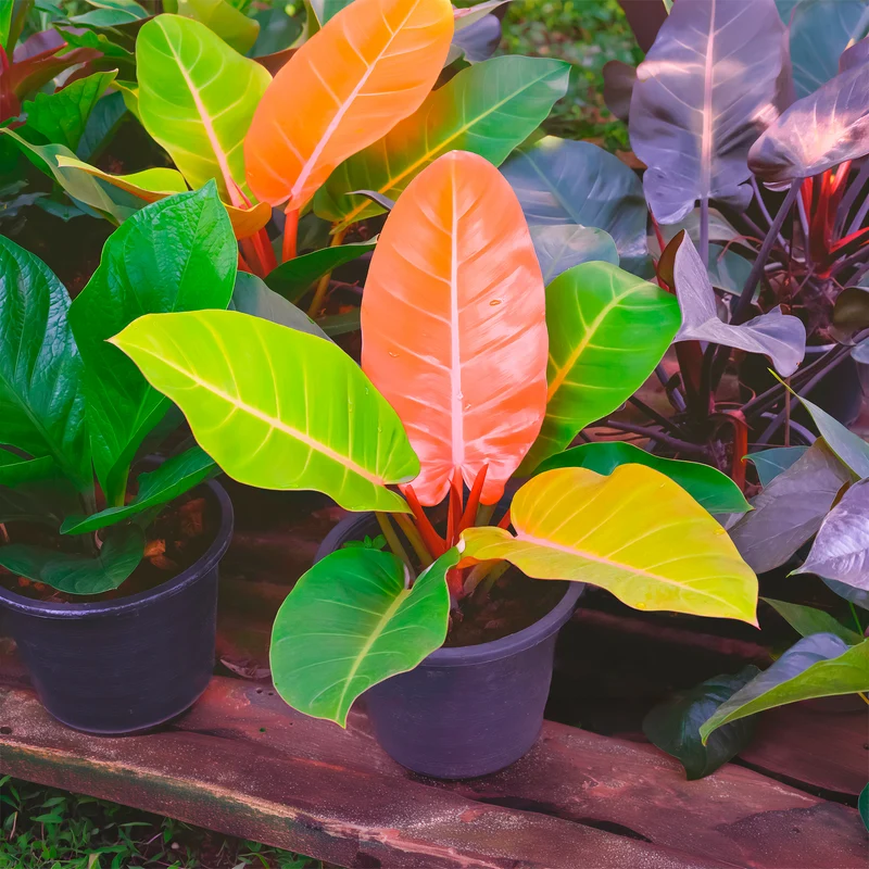 Philodendron Prince of Orange