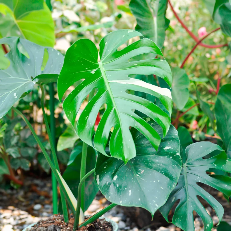 Monstera Thai Constellation