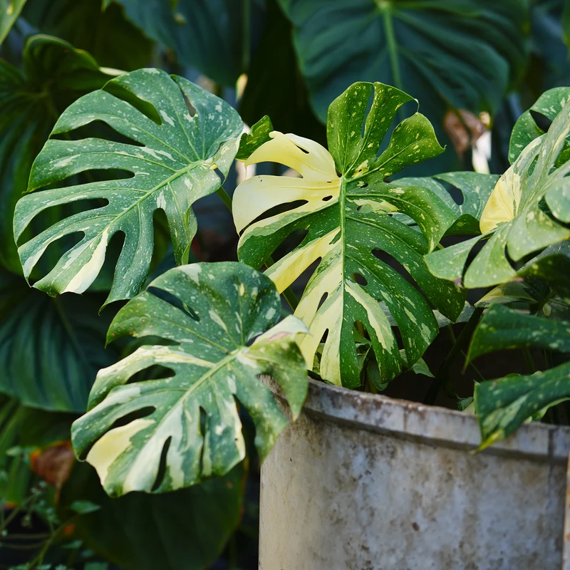 Monstera Thai Constellation