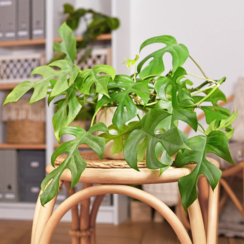 Mini gatenplant