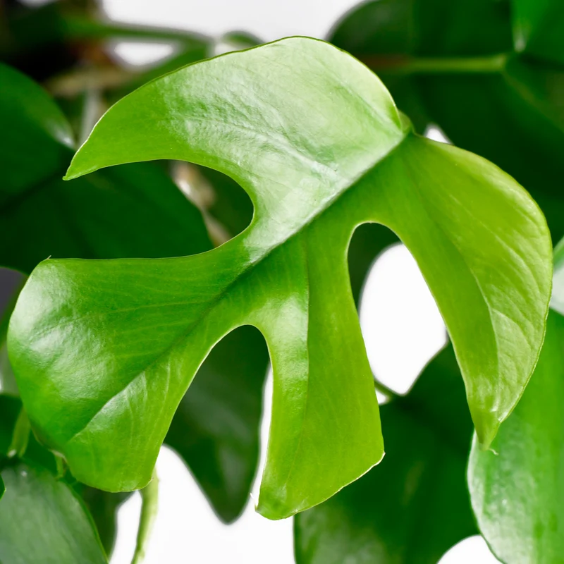 Mini gatenplant