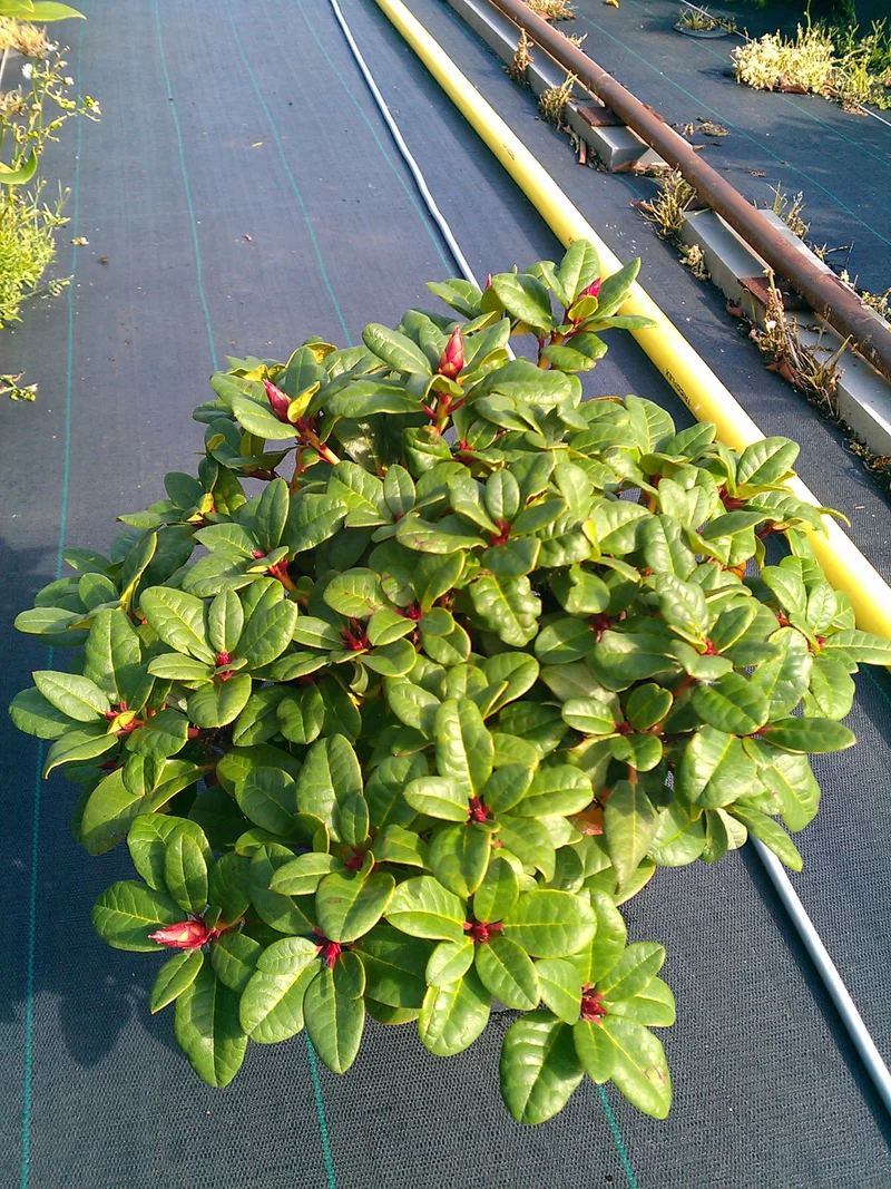 Alpenrose Scarlet Wonder