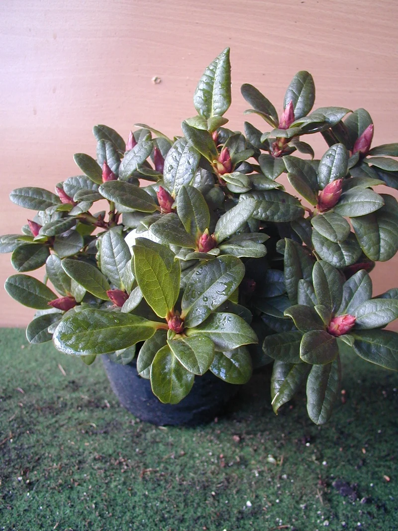Alpenrose Scarlet Wonder