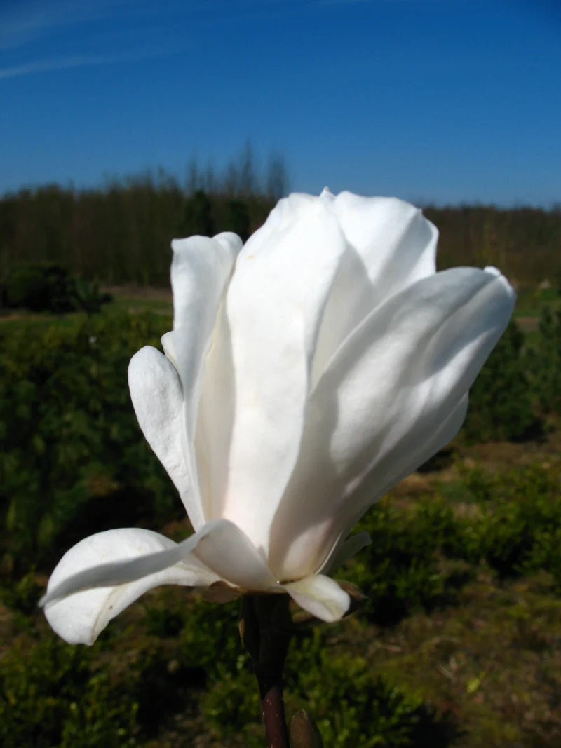 Sternmagnolie Royal Star