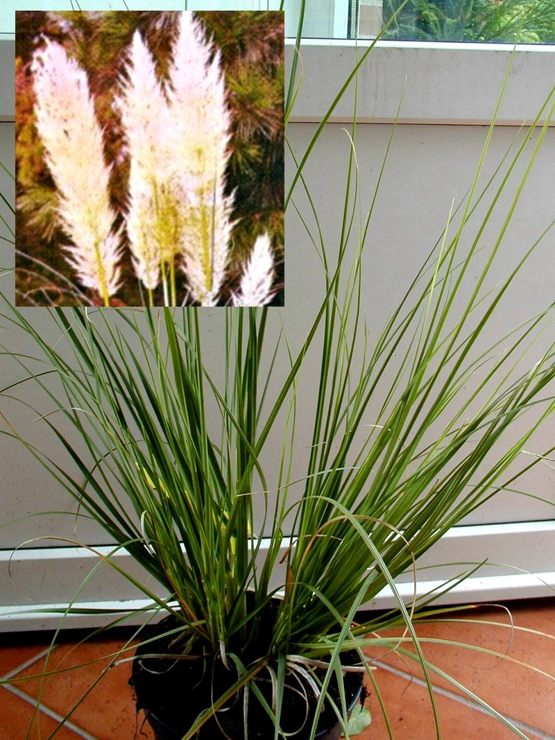 Pampasgras Cortaderia selloana Argentea