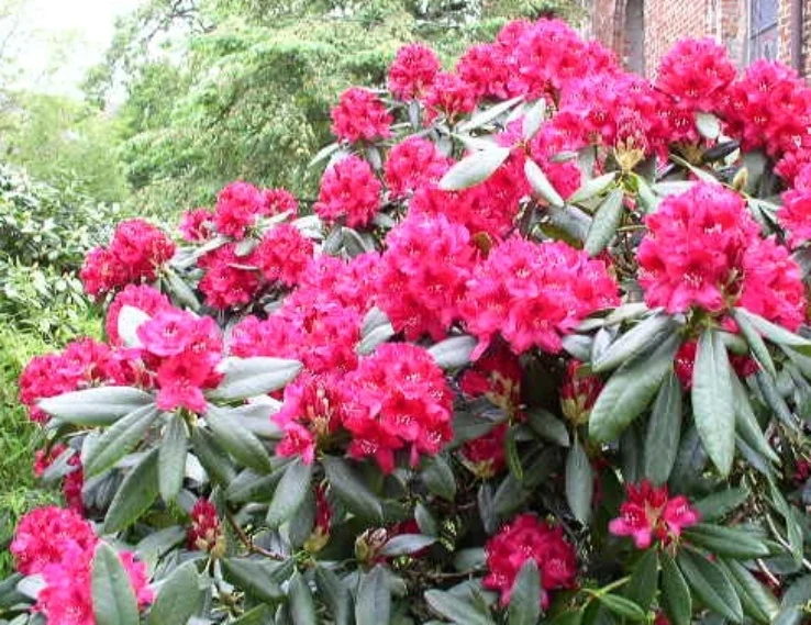 Alpenrose Nova Zembla