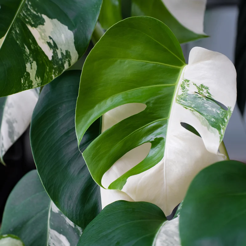 Gatenplant bont