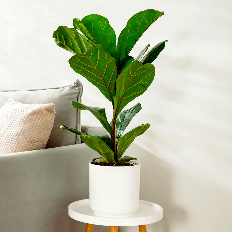 Vioolbladplant