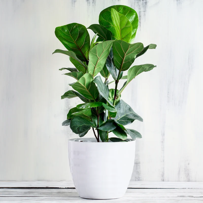 Vioolbladplant