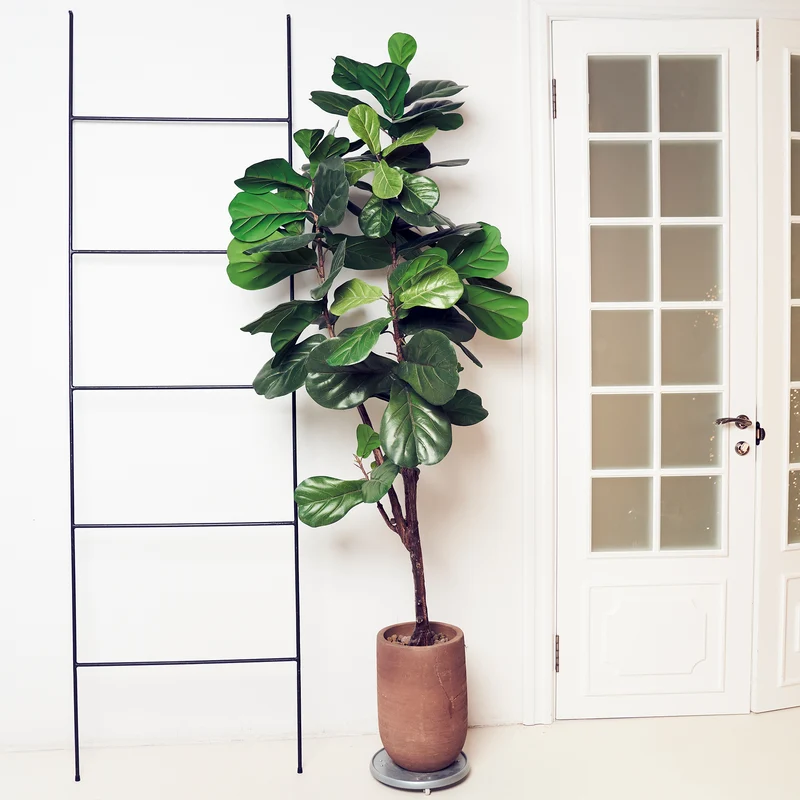 Vioolbladplant