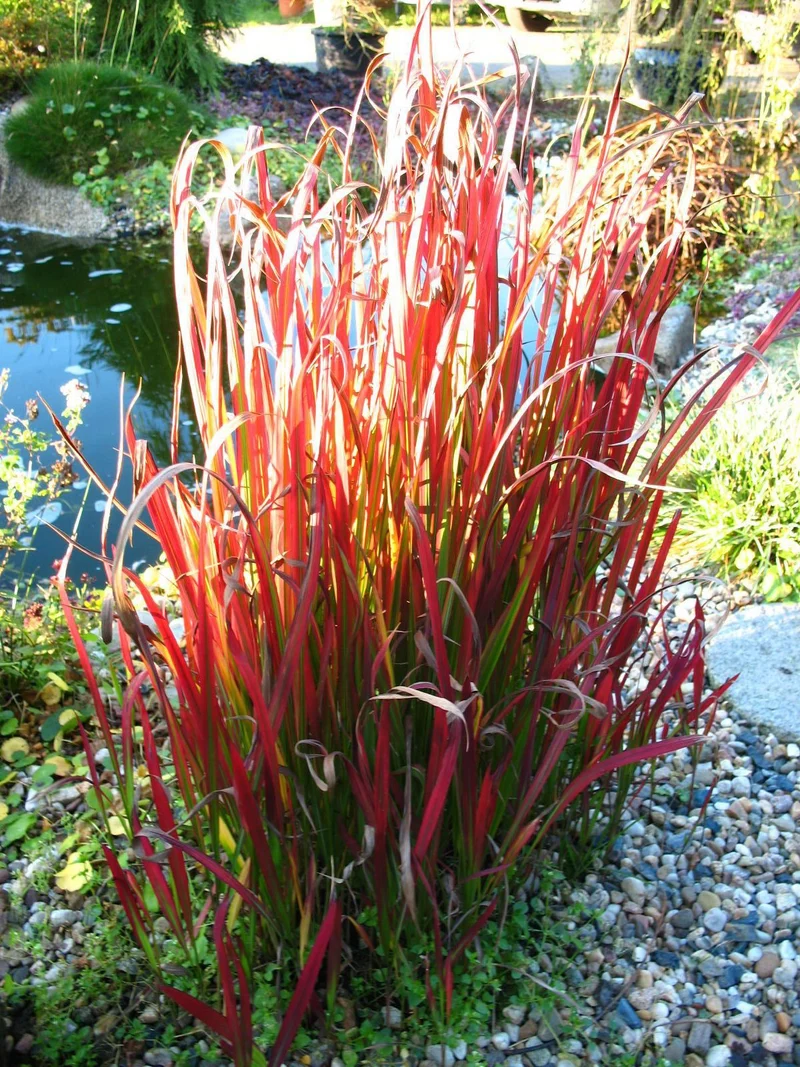 Japanisches Blutgras Red Baron
