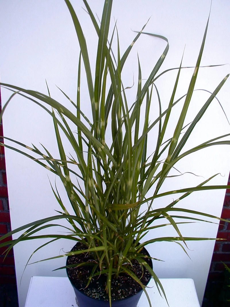Chinagras Zebrinus