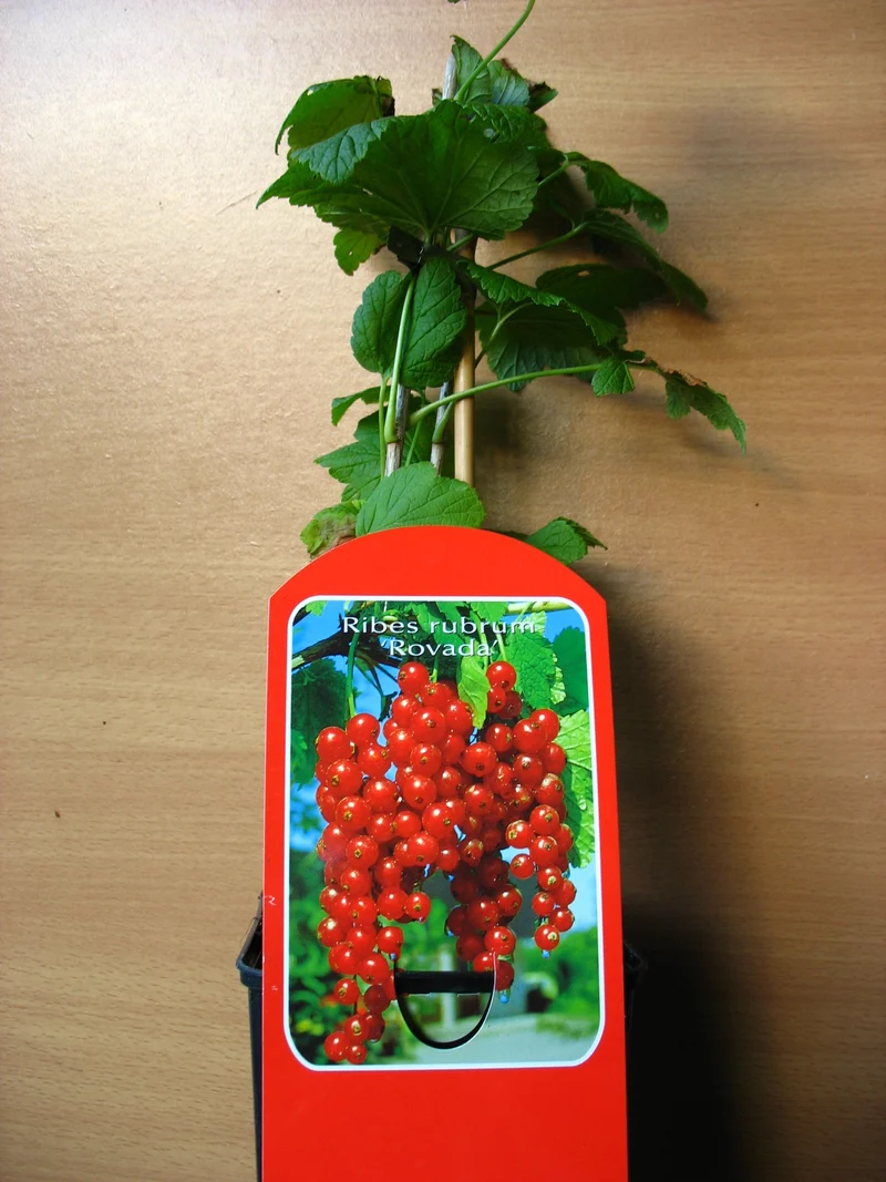 Rote Johannisbeere Rovada 3 - 4 Triebe