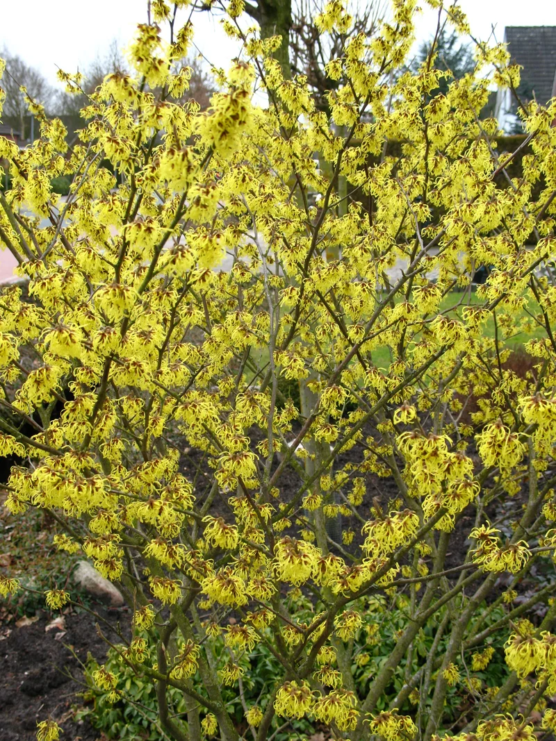 gelbblühende Zaubernuß Hamamelis Westerstede