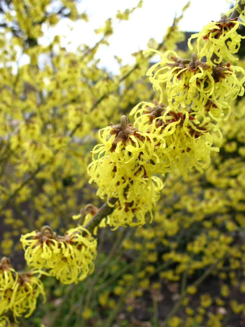 gelbblühende Zaubernuß Hamamelis Westerstede