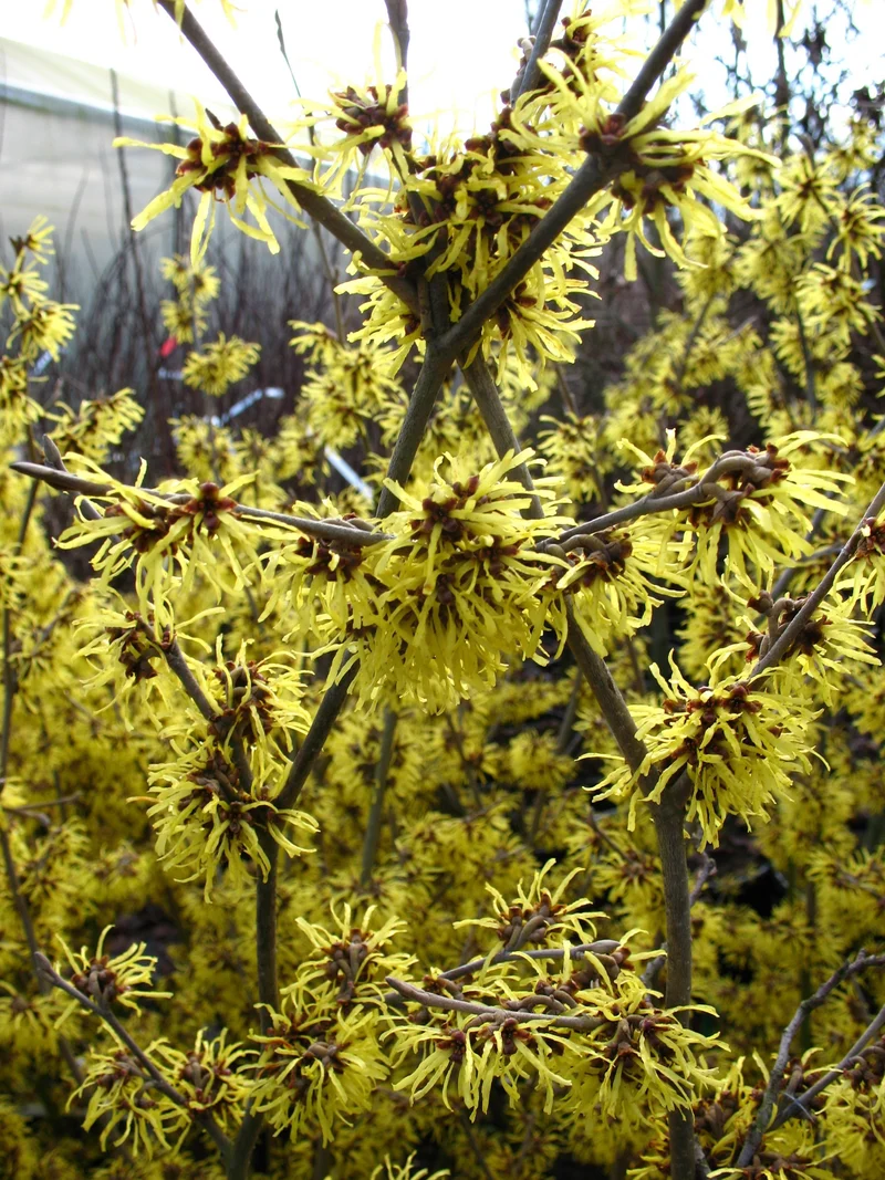 gelbblühende Zaubernuß Hamamelis Westerstede