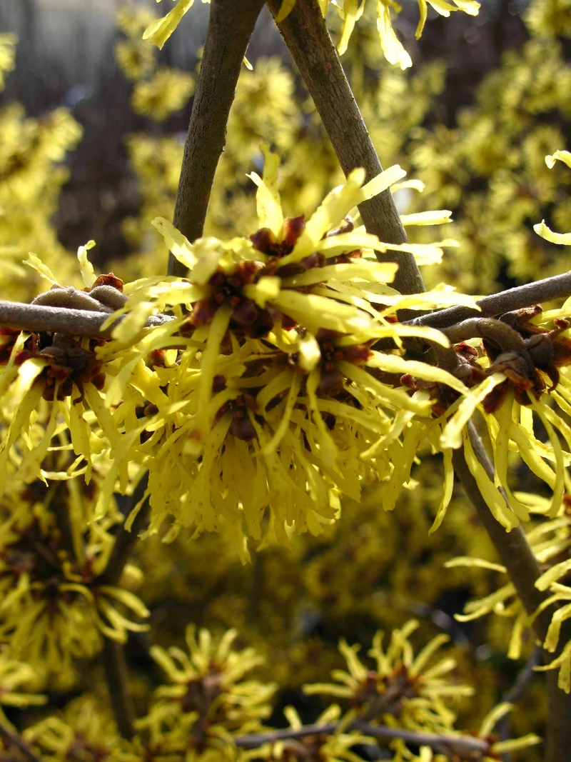 gelbblühende Zaubernuß Hamamelis Westerstede