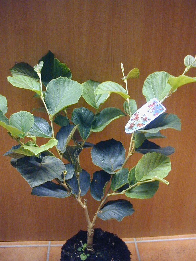 rot blühende Zaubernuss Hamamelis intermedia Feuerzauber