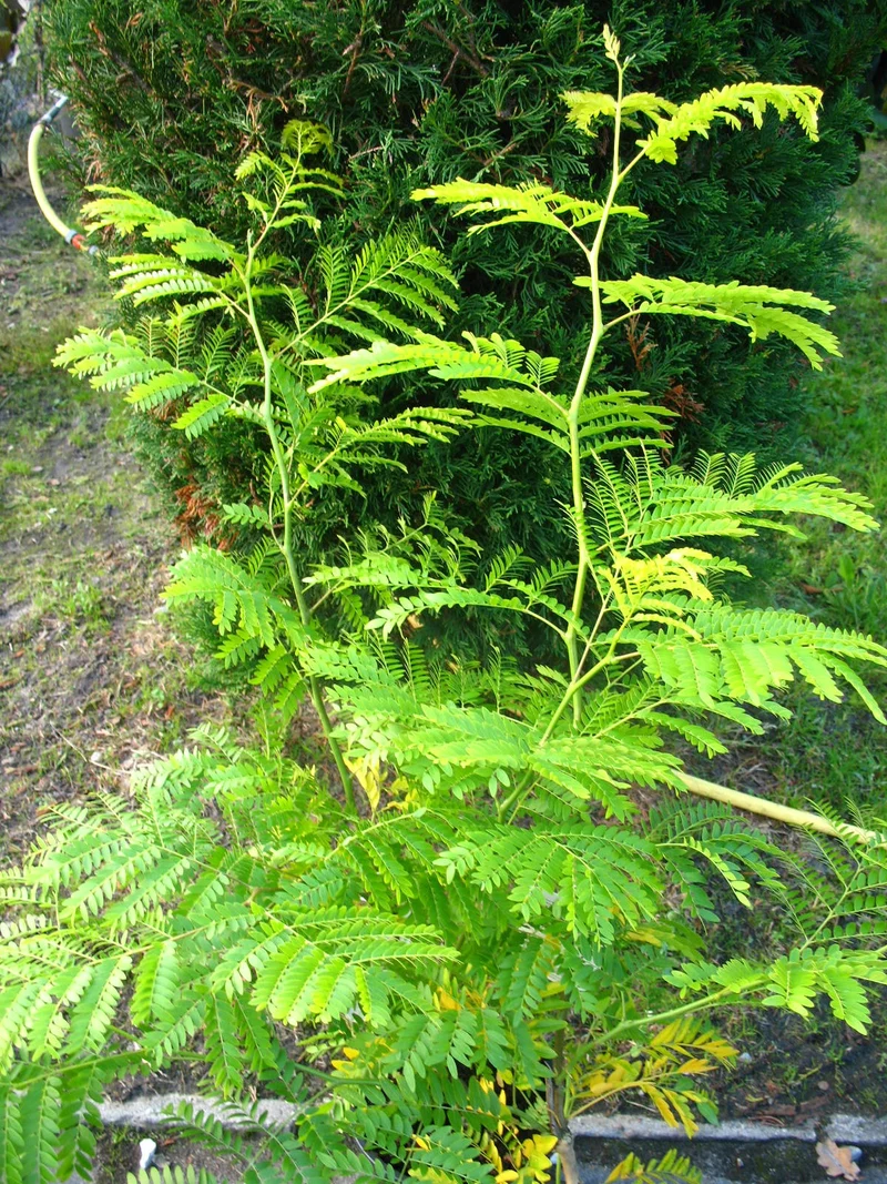 Gold Gleditschie Gleditsia triacanthos Sunburst