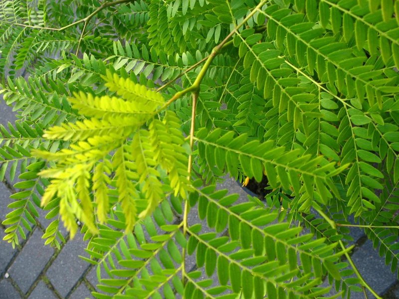 Gold Gleditschie Gleditsia triacanthos Sunburst