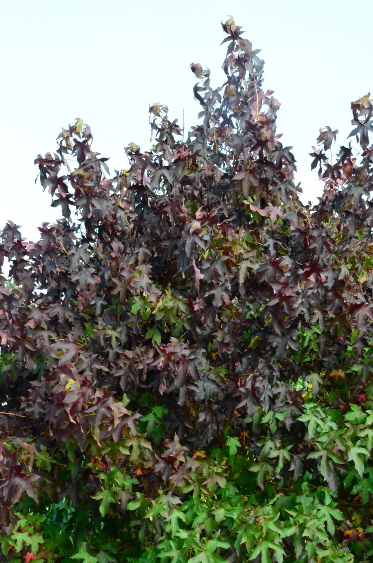 Amberbaum Liquidambar styraciflua