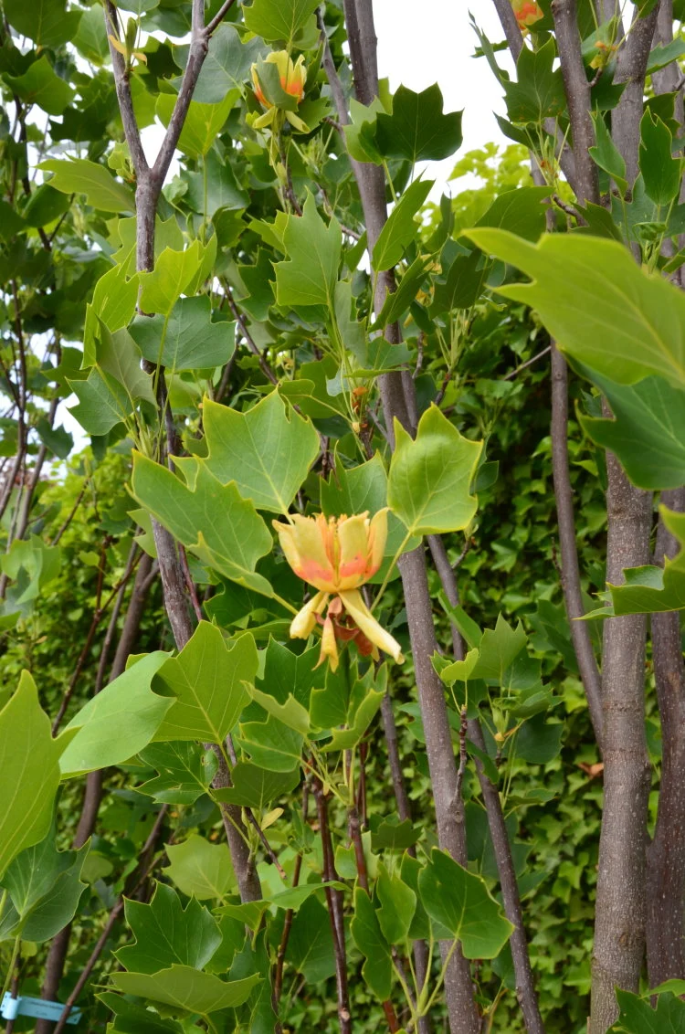 Amberbaum Liquidambar styraciflua