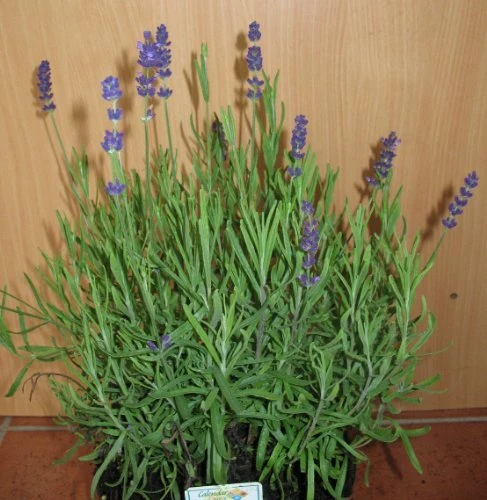 lilablau blühender Lavendel Hidcote Blue