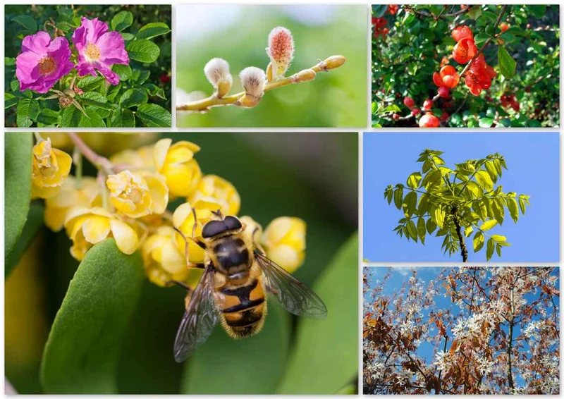 Themenpaket "Vitamine für die Biene im Garten"