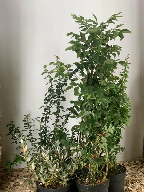 Themenpaket "Vitamine für die Biene im Garten"