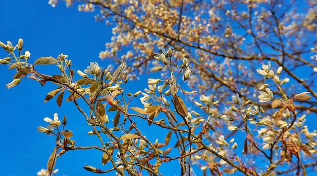 Themenpaket "Vitamine für die Biene im Garten"