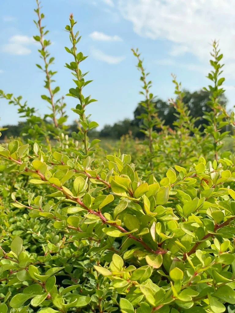 Themenpaket "Vitamine für die Biene im Garten"