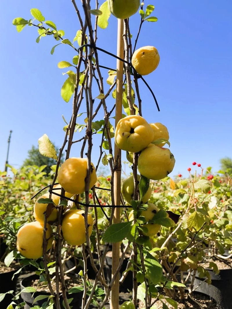 Themenpaket "Vitamine für die Biene im Garten"