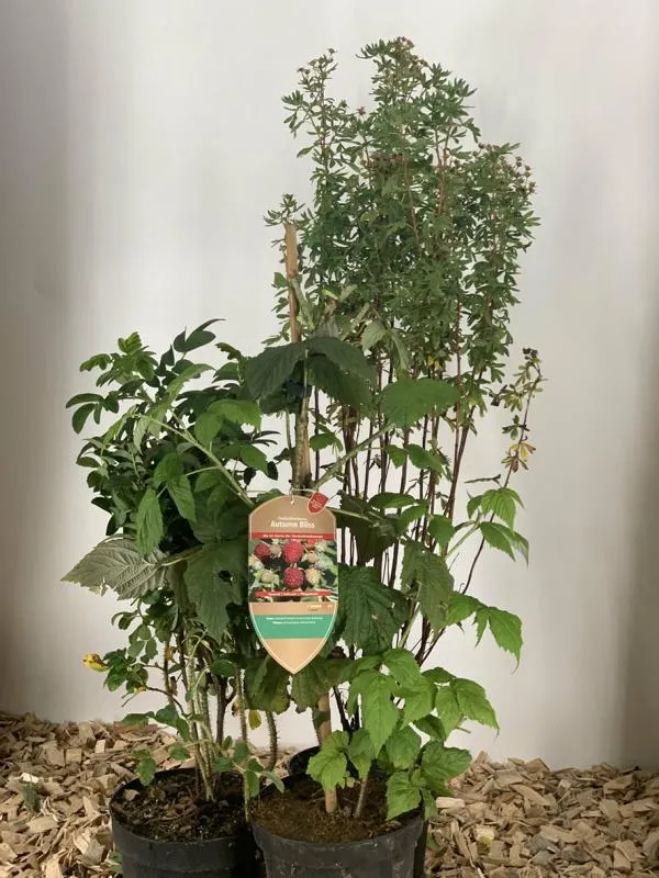 Themenpaket "Vitamine für die Biene auf dem Balkon"