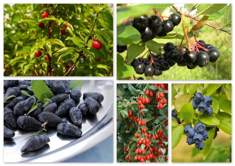 Themenpaket "Vitaminbombe für den Garten"