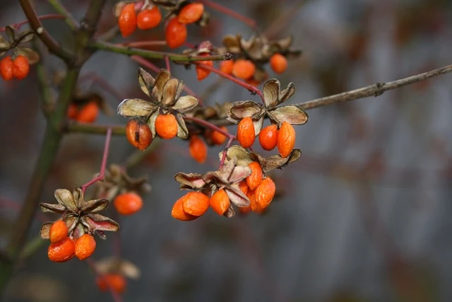 Goji-Beere - Topf/Containerpflanzen