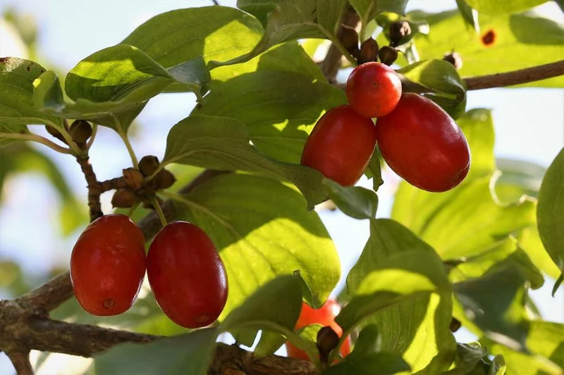 Themenpaket "Vitaminbombe für den Garten"