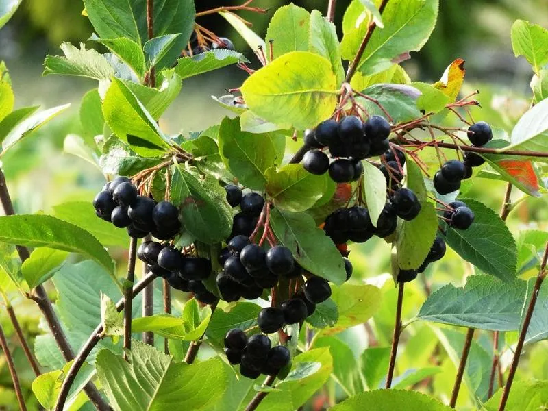 Themenpaket "Vitaminbombe für den Garten"