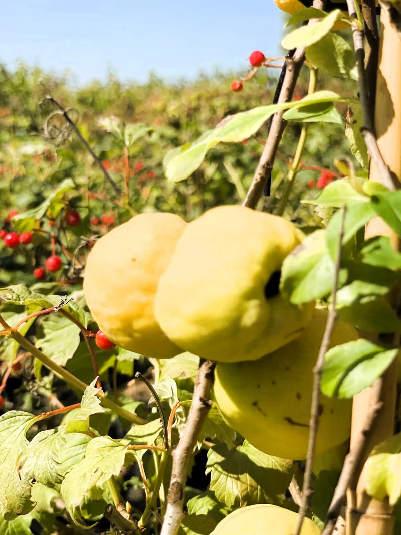 Themenpaket "Naschhecke - Früchte für Marmelade, Kuchen und weitere Leckereien"