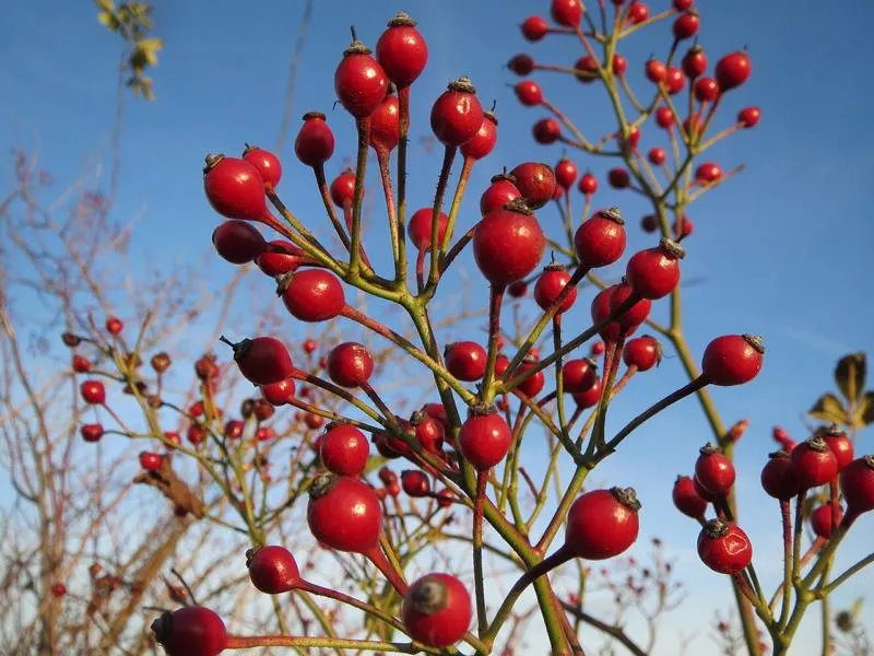 Vielblütige Rose - Topf/Containerpflanzen